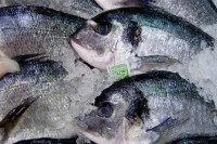 fish-credits-Thomas-Quine